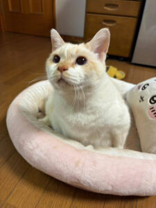 先日のヒーリングのお話